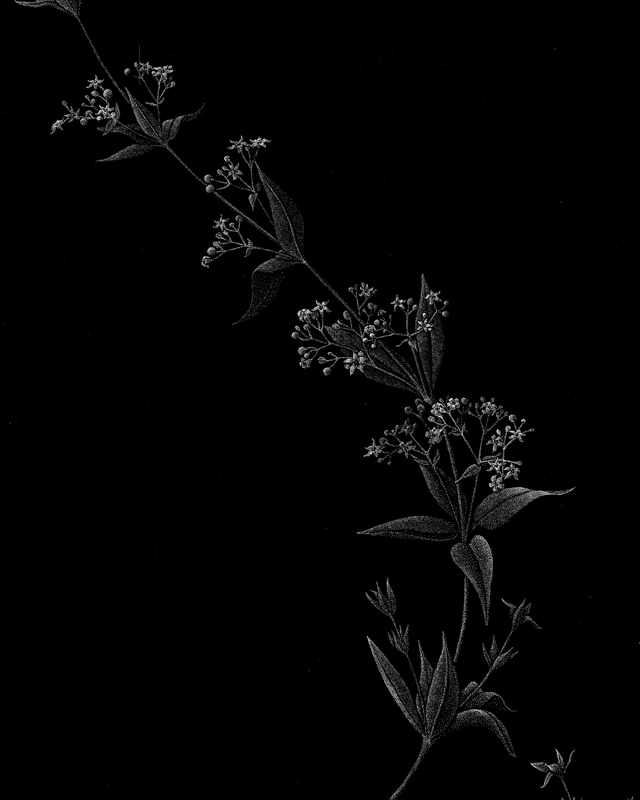 Catherine Owens, "Madder" detail, ink, 2020.