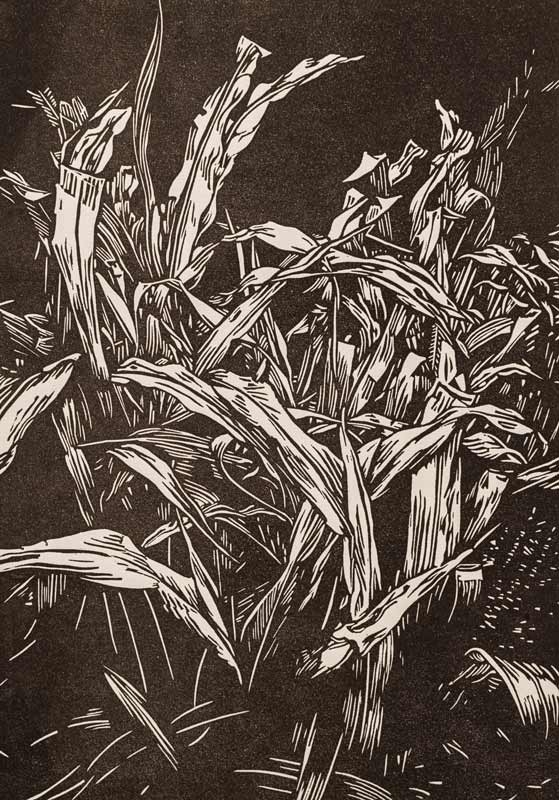 Raymundo Muñoz, "Corn Study," linocut print, 2023.