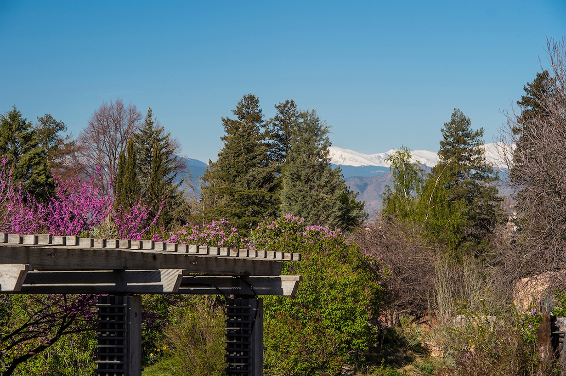 spring trees at Denver Botanic Gardens
