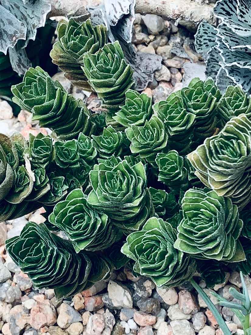 Crassula ‘Buddha’s Temple’