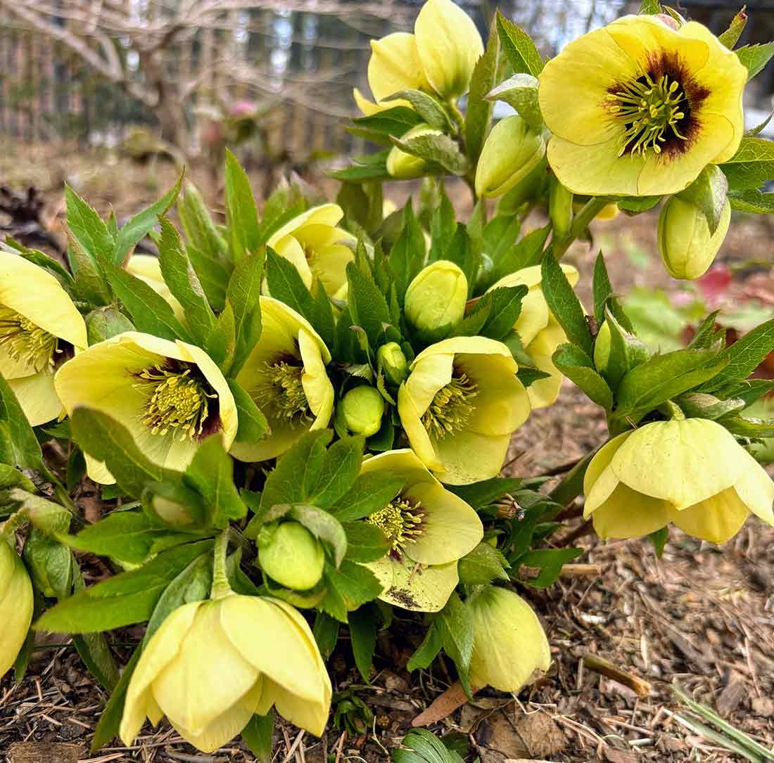 Yellow Hellebores flowers