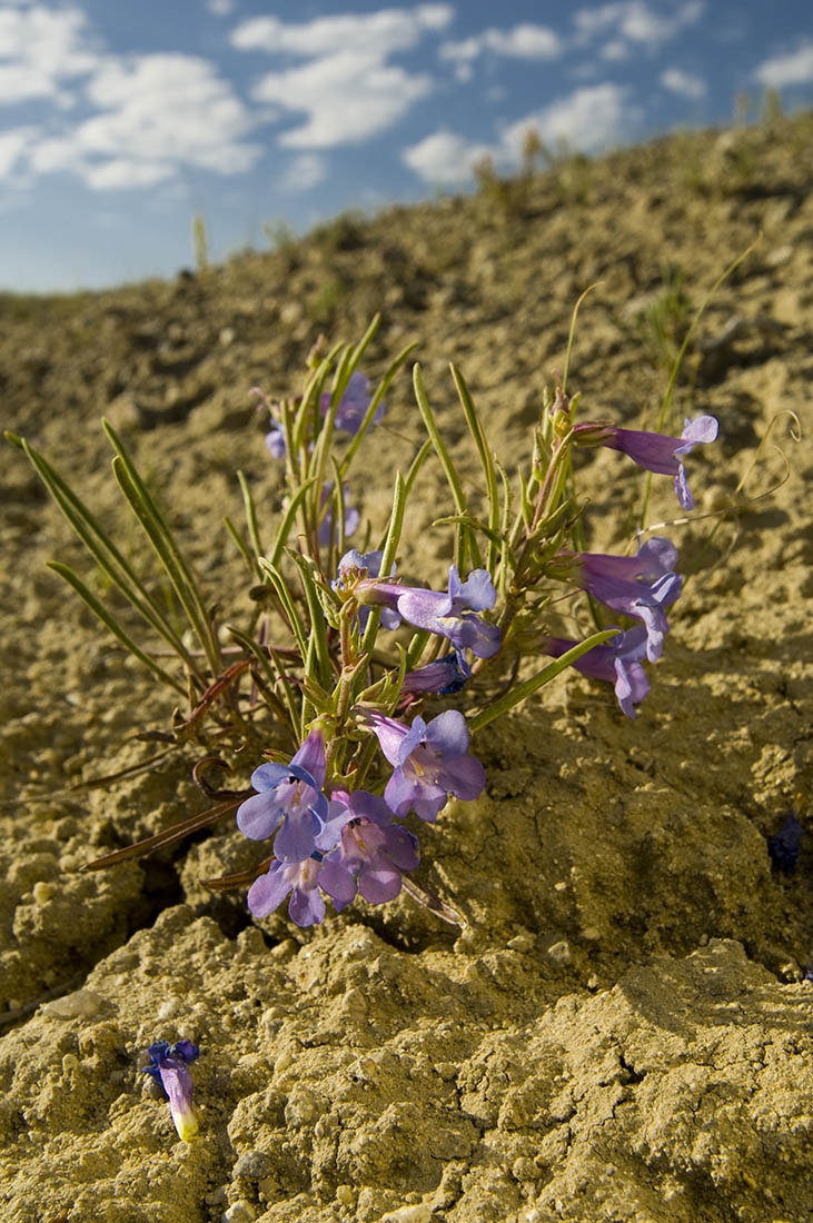 Penstemon penlandii