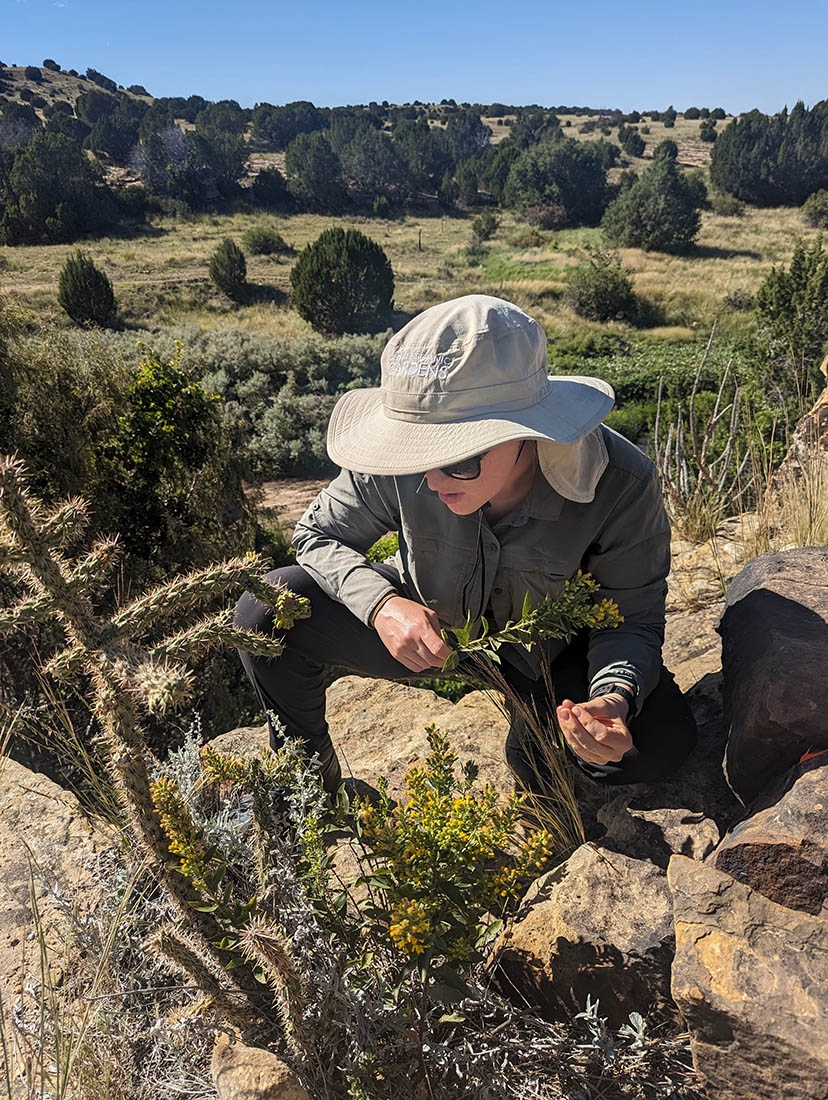 Scientist in hat inspecting Solidago capulinensis