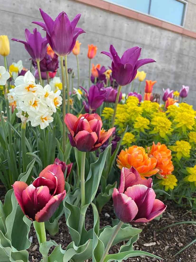 Purple tulips and other spring flowers