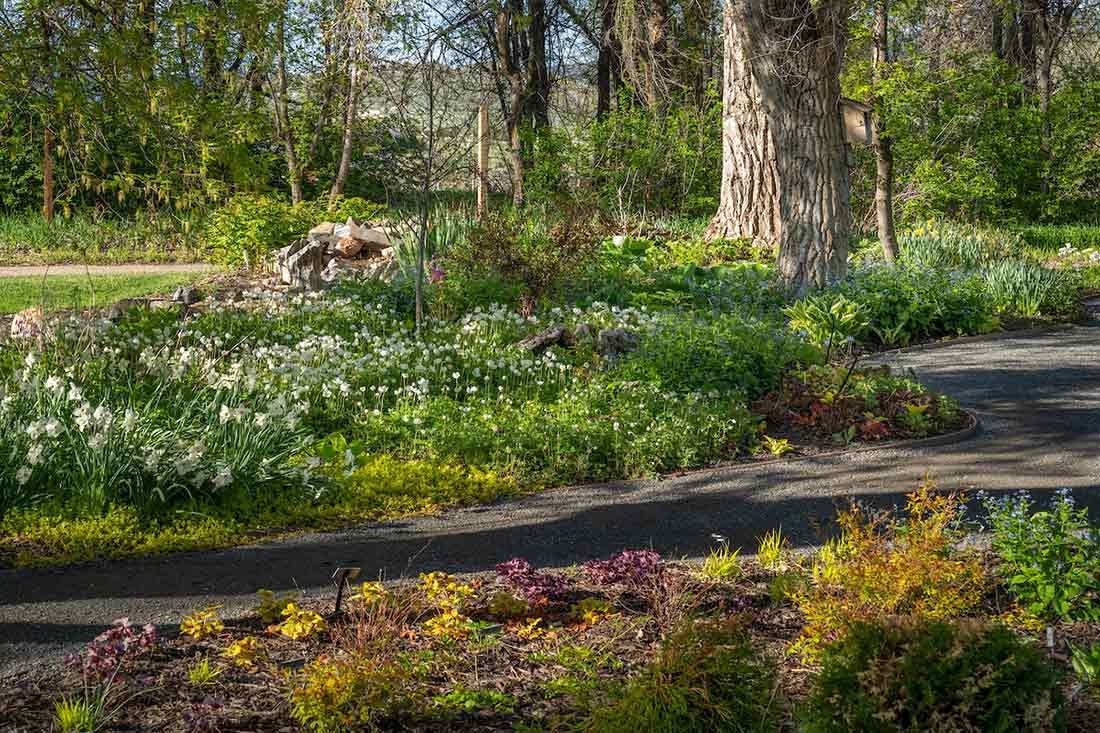 Walking path in the middle of the photo with short blooming plants in the foreground and taller blooming plant in the background