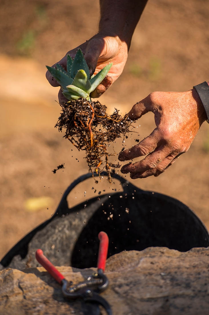 Shaking plant to remove soil from roots