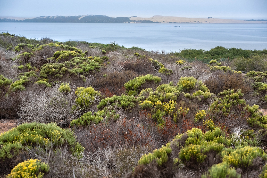 Coastal Sage Scrub