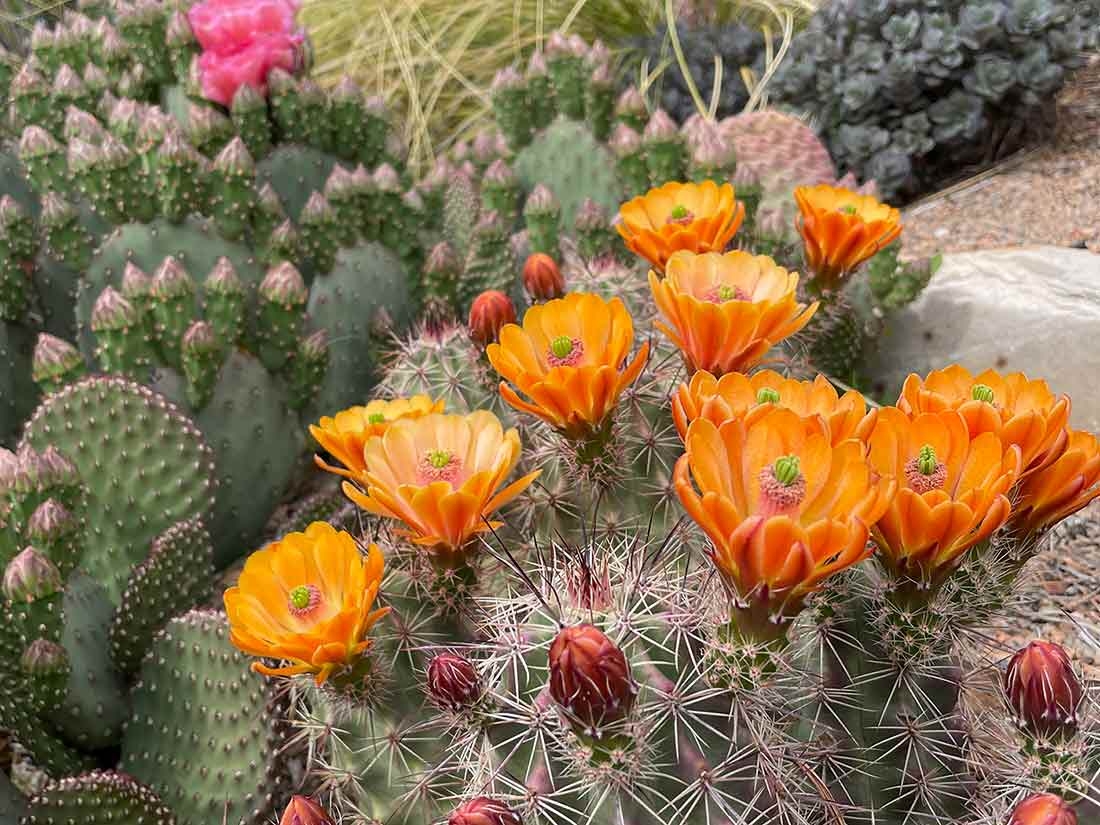 Echinocereus Orange in Nexus Garden