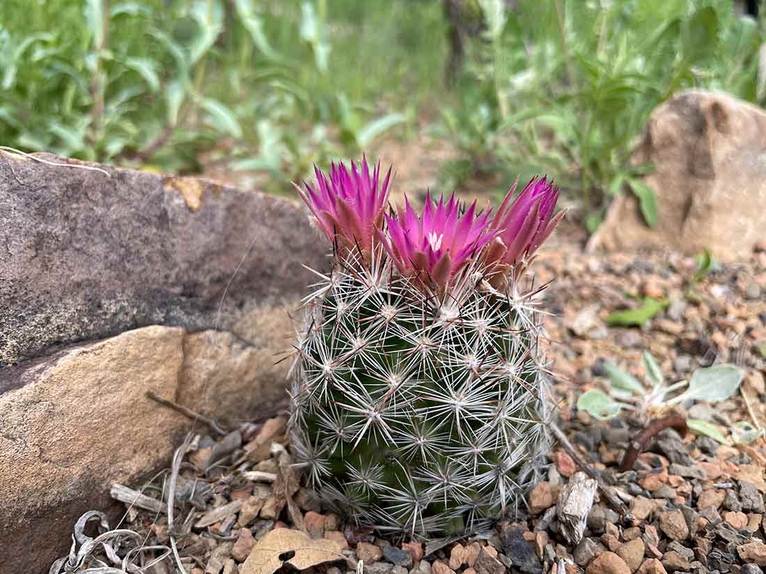 Escobaria vivipara in Dryland Mesa