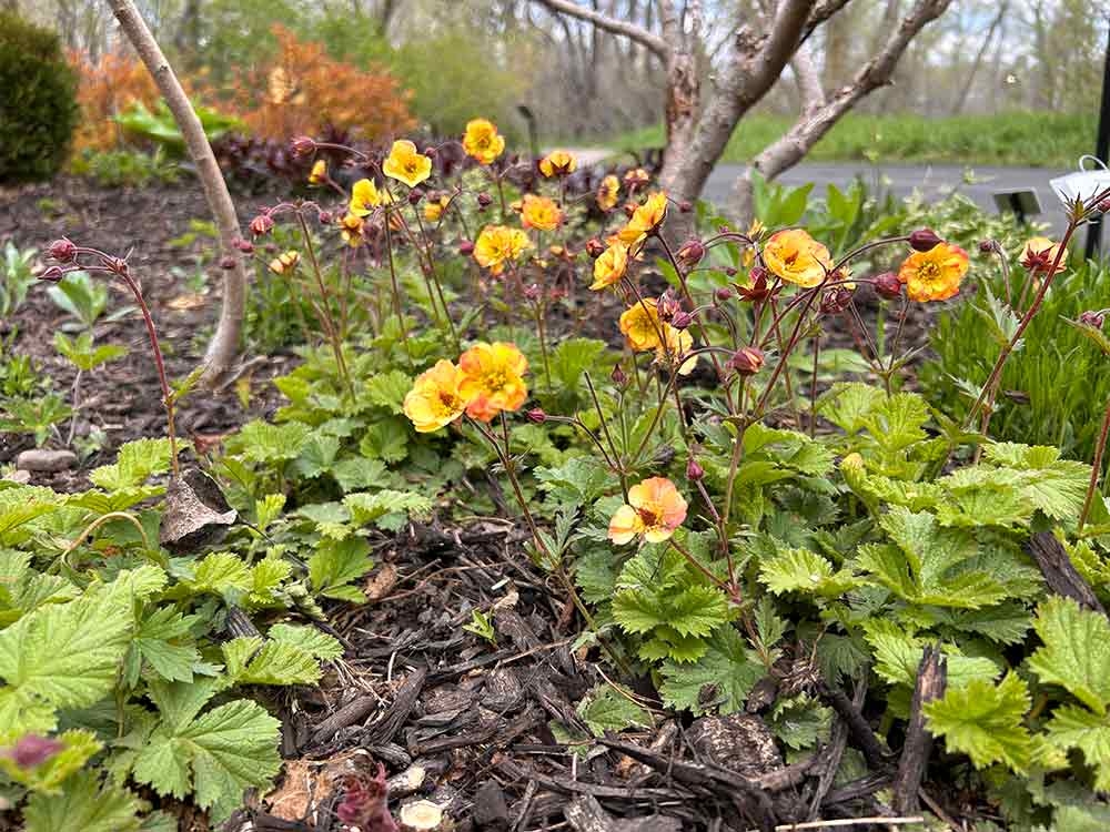 Light yellow flowers with red-tinged edges