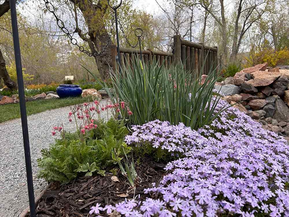 Low mound of purple flowers in the foreground with a walking path and bridge in the background