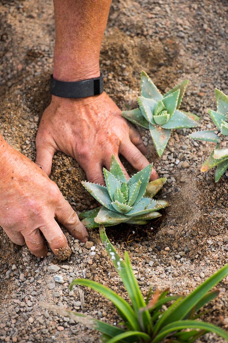 Planting succulent in ground