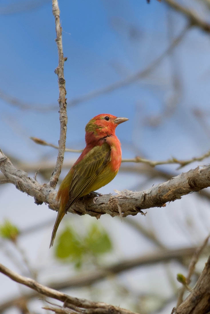 Summer Tanager
