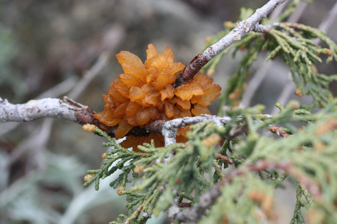 tongues of fire fungus