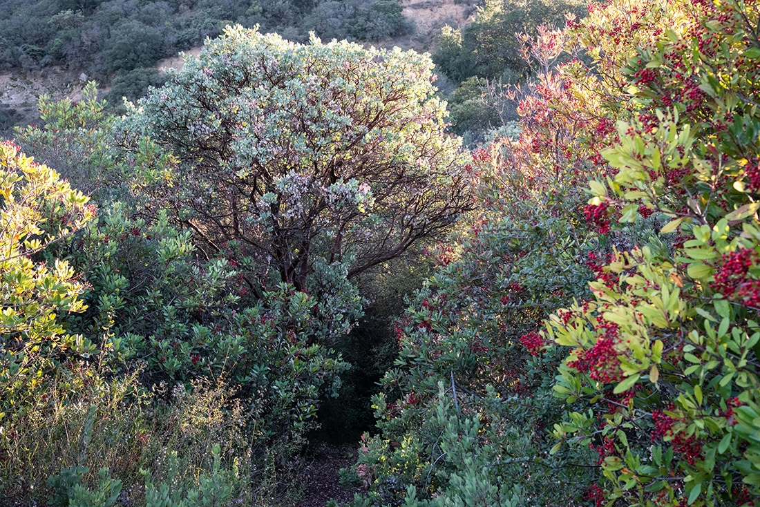 Manzanita chaparral