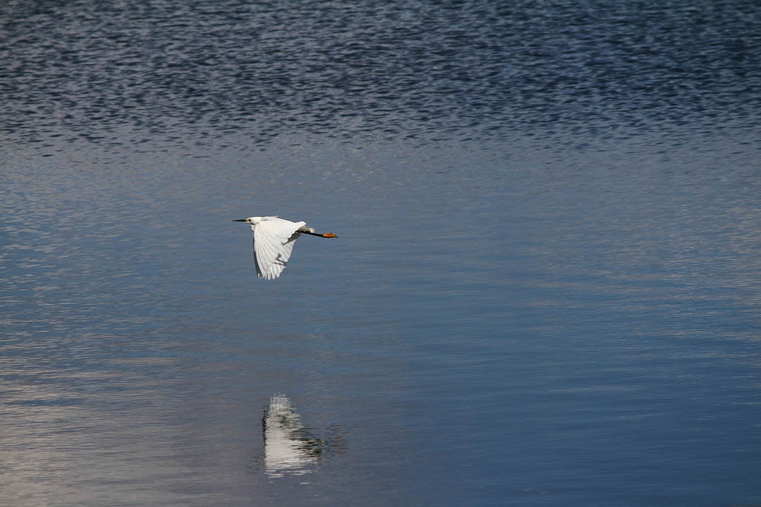 Snowy Egret