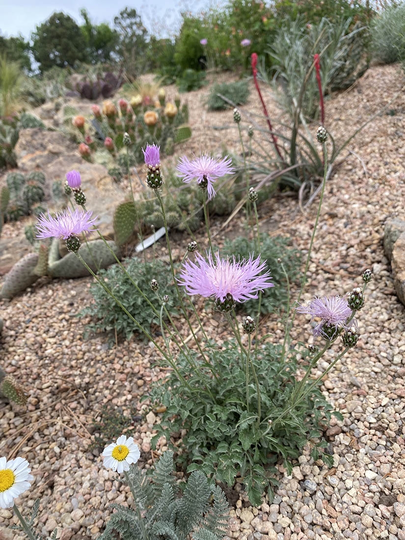 Bellina Pink Cornflower Psephellus