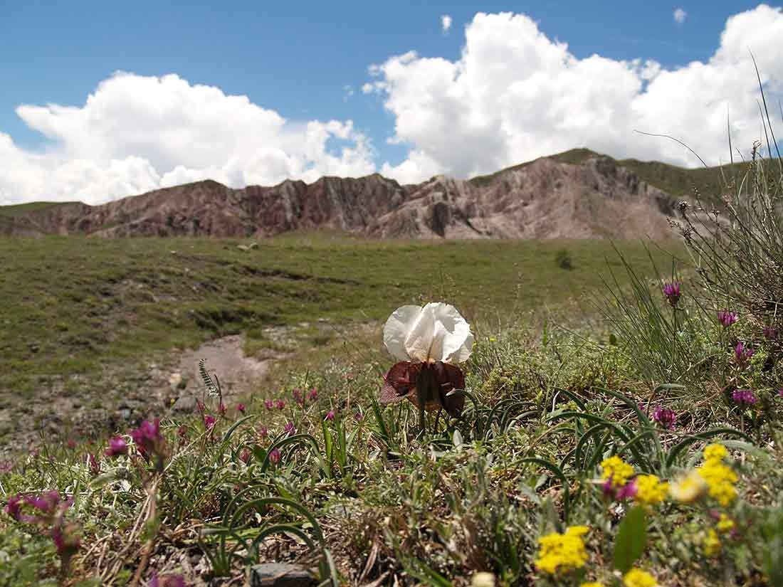 Iris Iberica in habitat e anatolia
