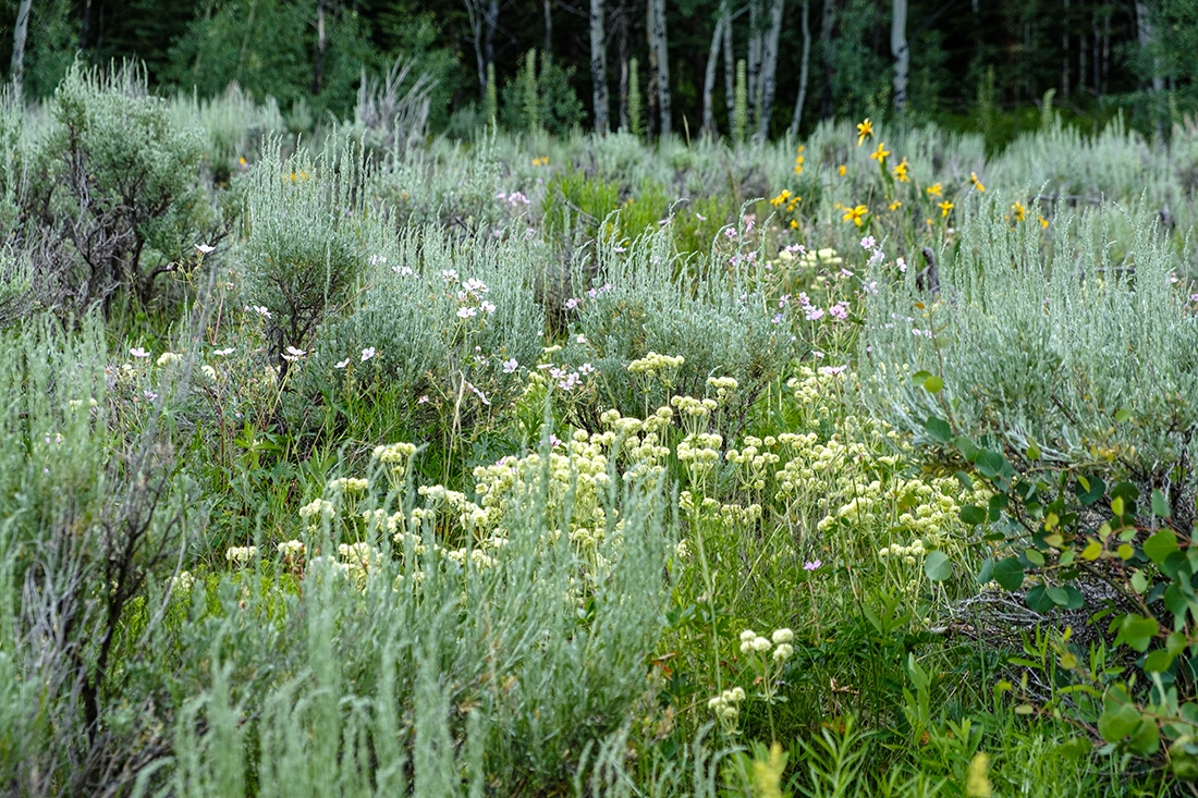 Shrubland in Gore Range