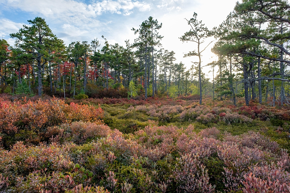 Heath in Saco Heath Preserve, ME
