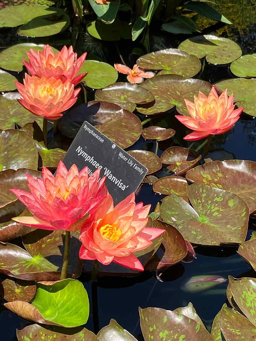 Orange waterlilies with light yellow centers in the Ellipse pond