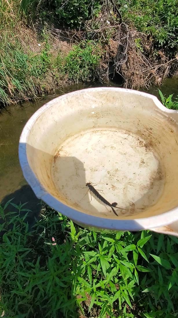 bowl with water and damselfly nymph