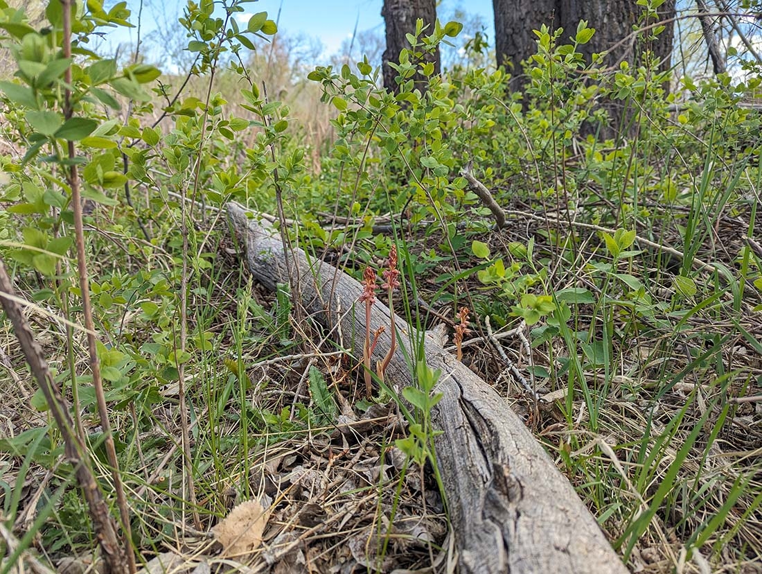 striped coralroot orchids by log