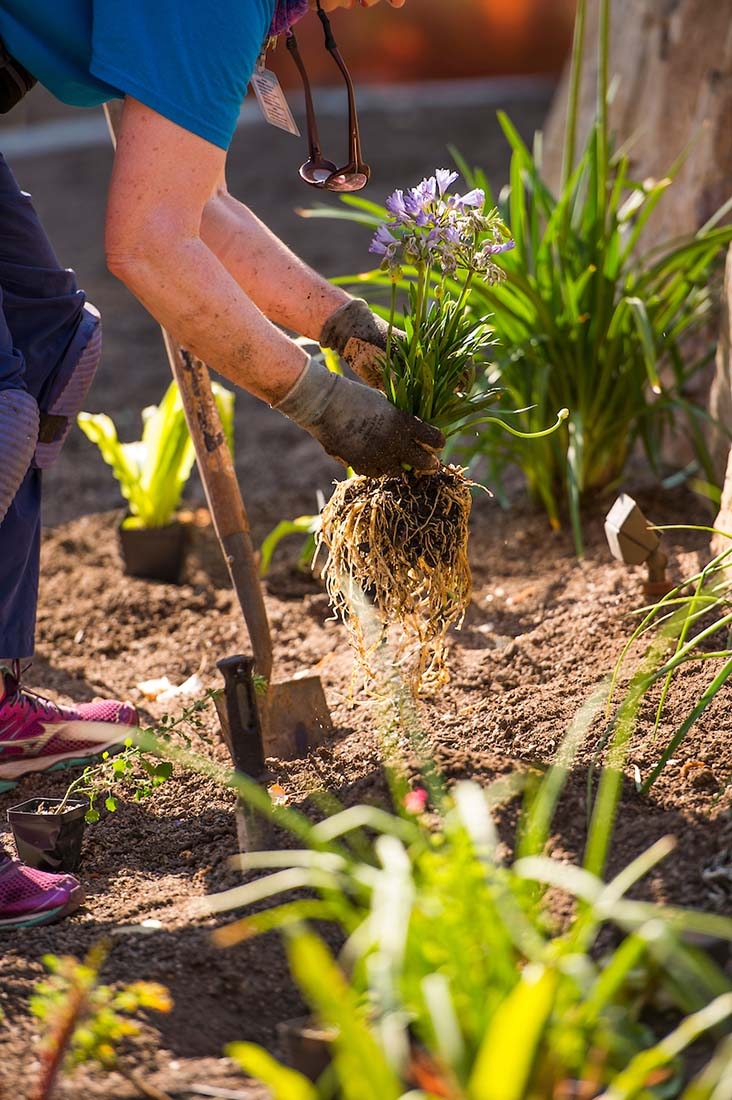 woman holding plant with roots showing
