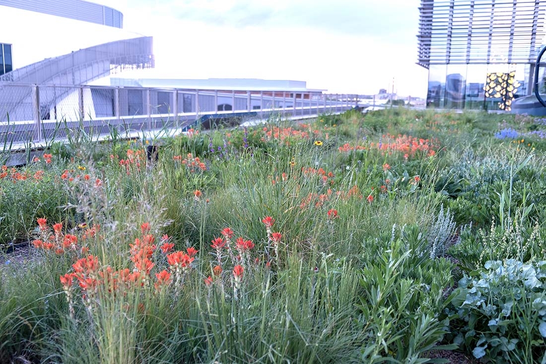 A green roof alive with abundant native plants