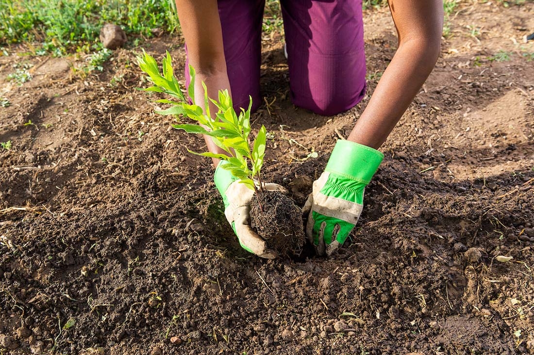 Woman wearing gardening gloves planting a green plant in soil