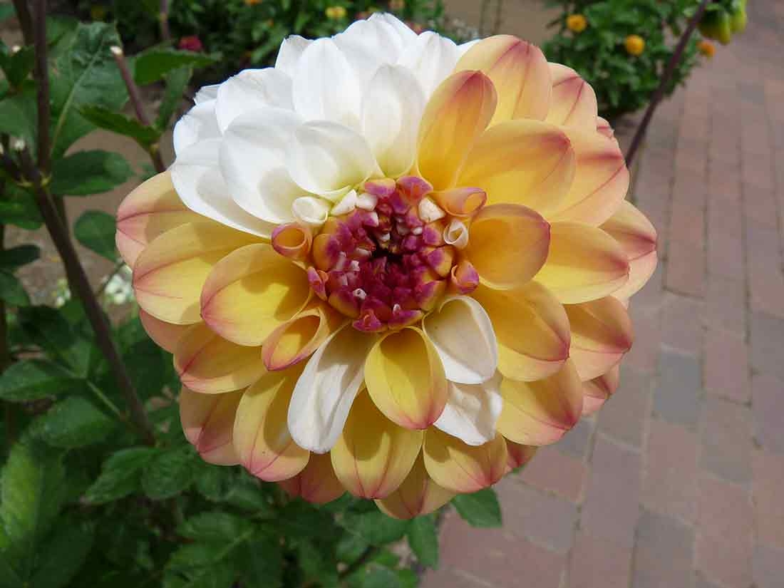 Flower with petals having a combination of white, orange and yellow