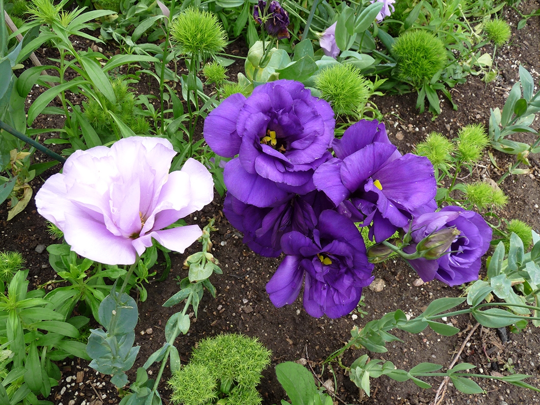 Purpled and lavender-colored flowers with a green background of plants