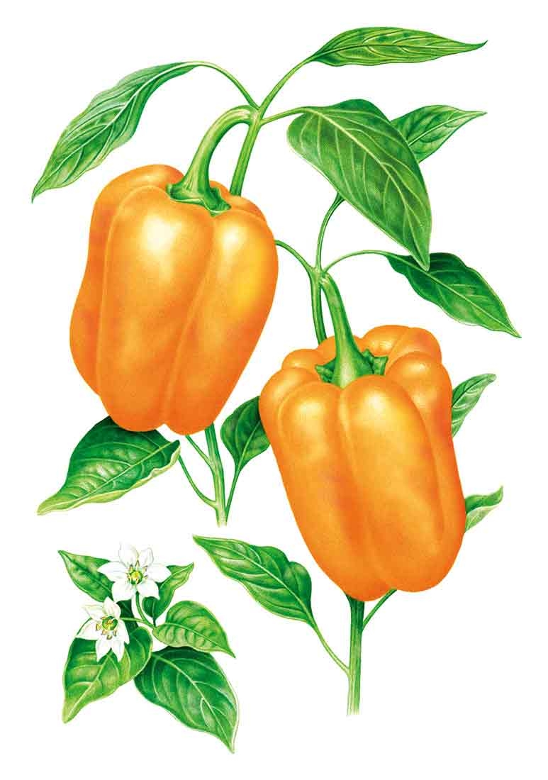 Two orange sweet peppers with green stems and leaves