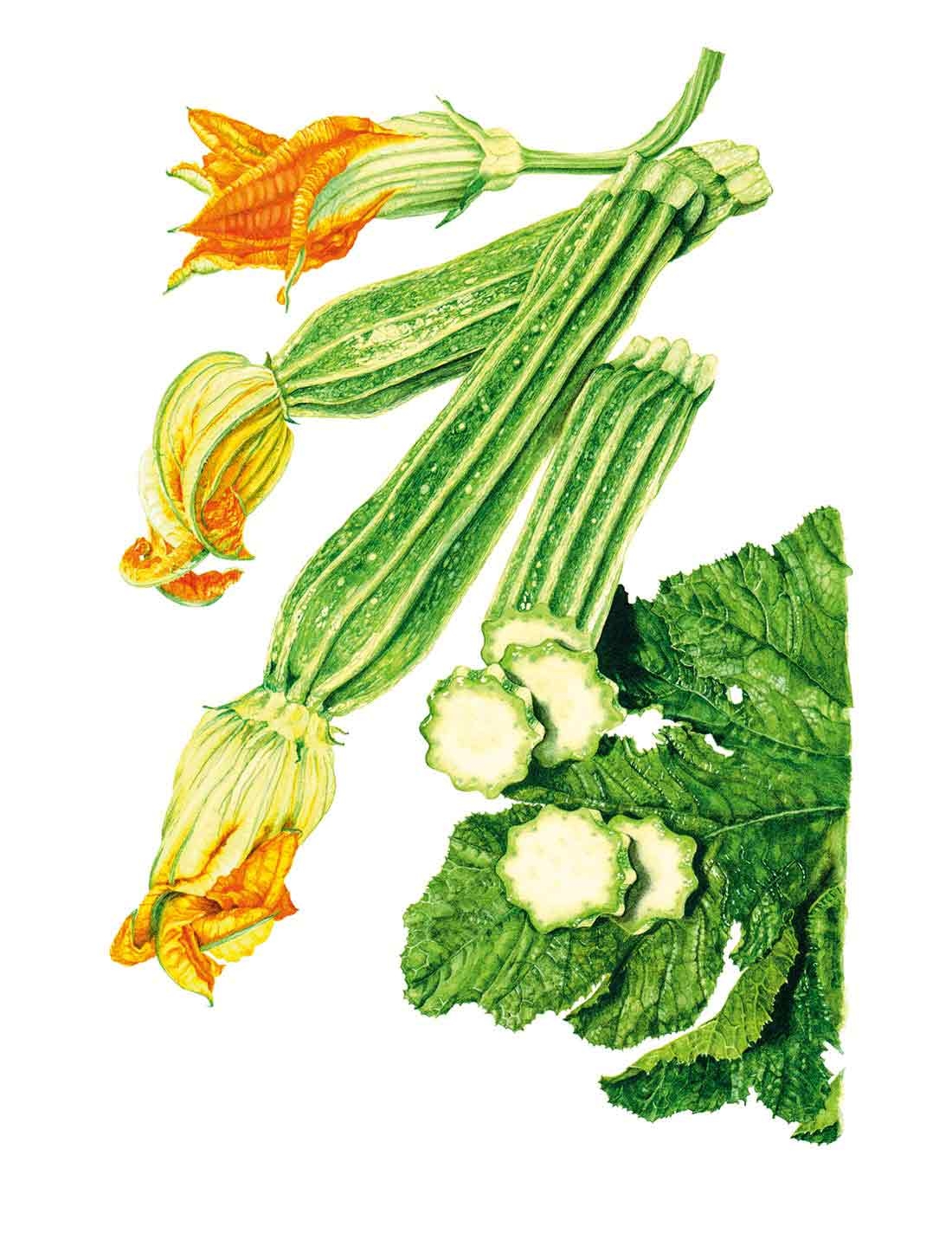 Illustration of summer squash with yellow and orange flowers