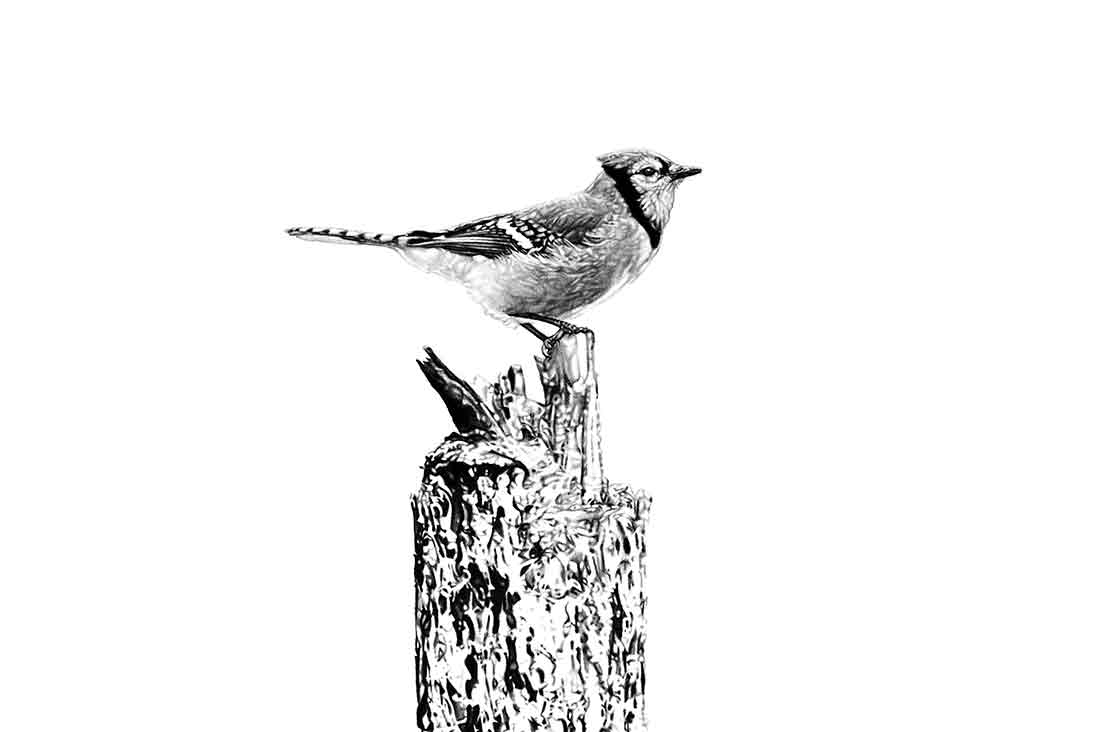 Charcoal drawing of a blue jay sitting on a tree stump