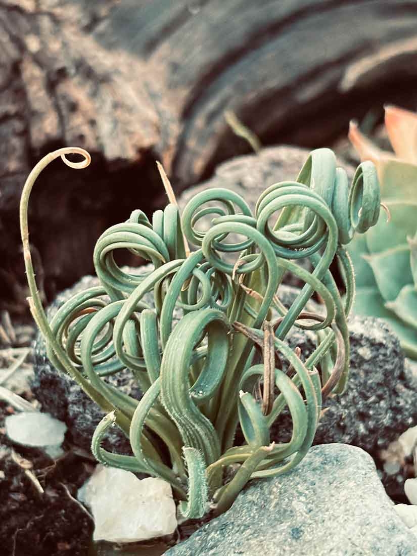 Light green curly leaf plant