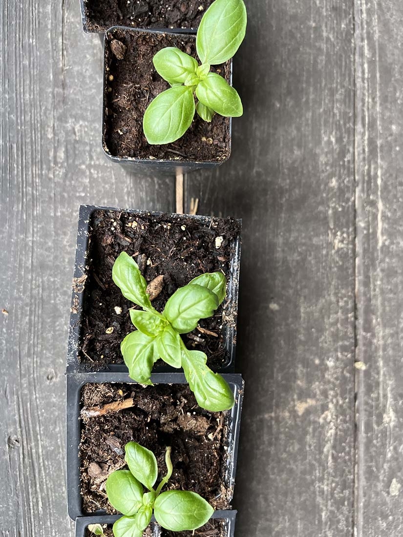 three basil seedlings in containers