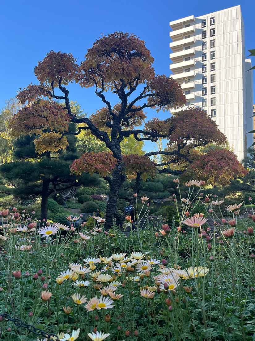 Tree with dark bark, yellow and orange leave in the background. Daisy-like flowers in the foreground. 