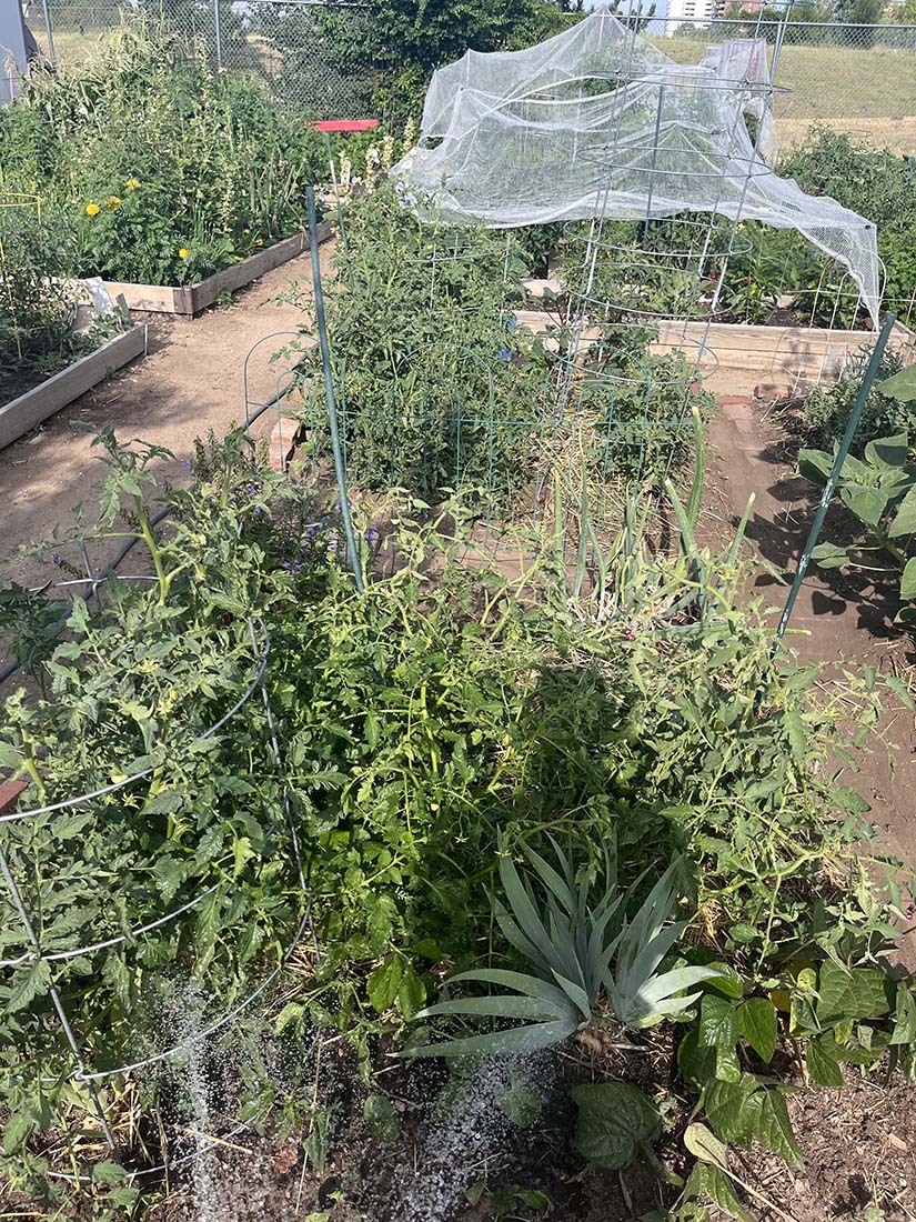 Garden plots, one with netting
