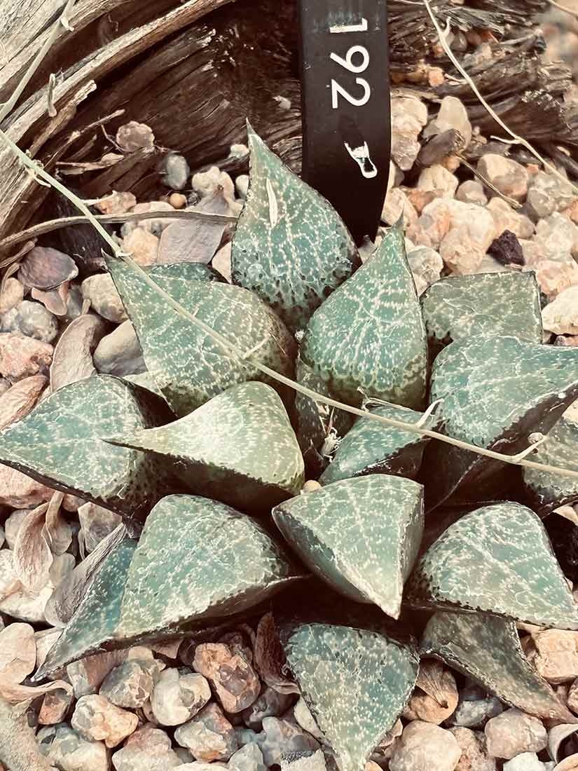 Haworthia emelyae var. comptoniana has beautiful white markings on the light green leaf surfaces