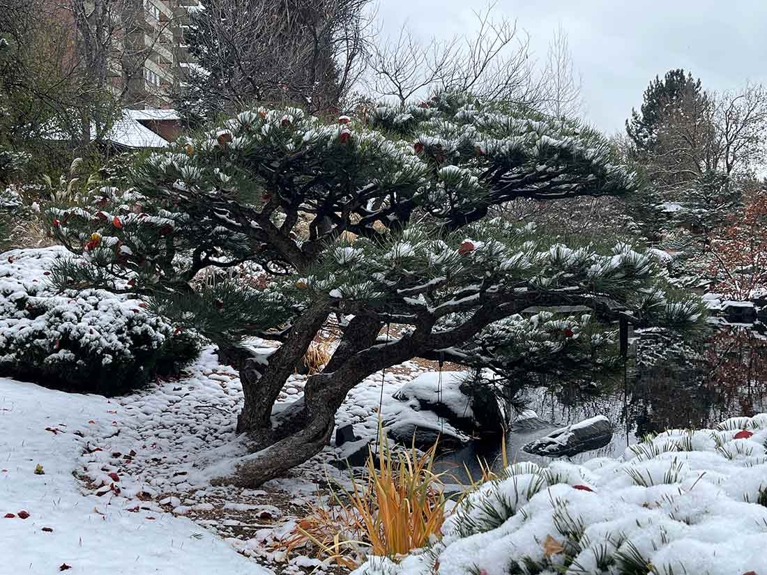 Pine tree under a light dusting of snow.