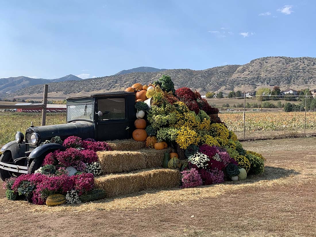 Mums, haybales and an antique truck