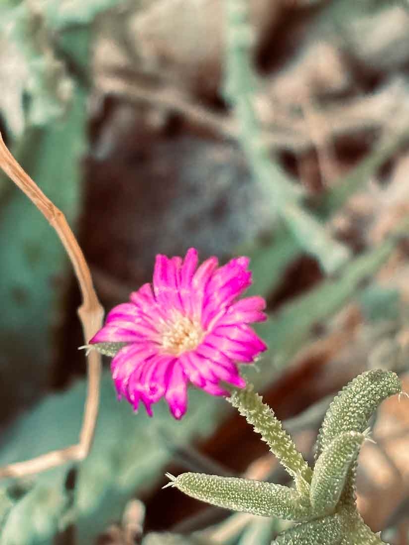 Trichodiadema sp. is a beautiful light green cactus with purple blooms