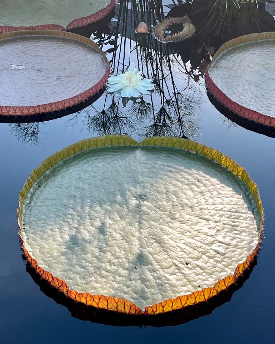 Victoria platter waterlilies