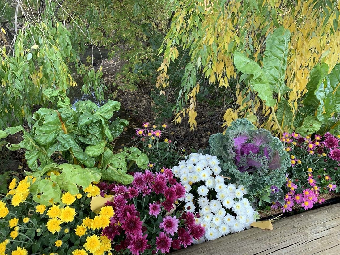 mums and decorative kale