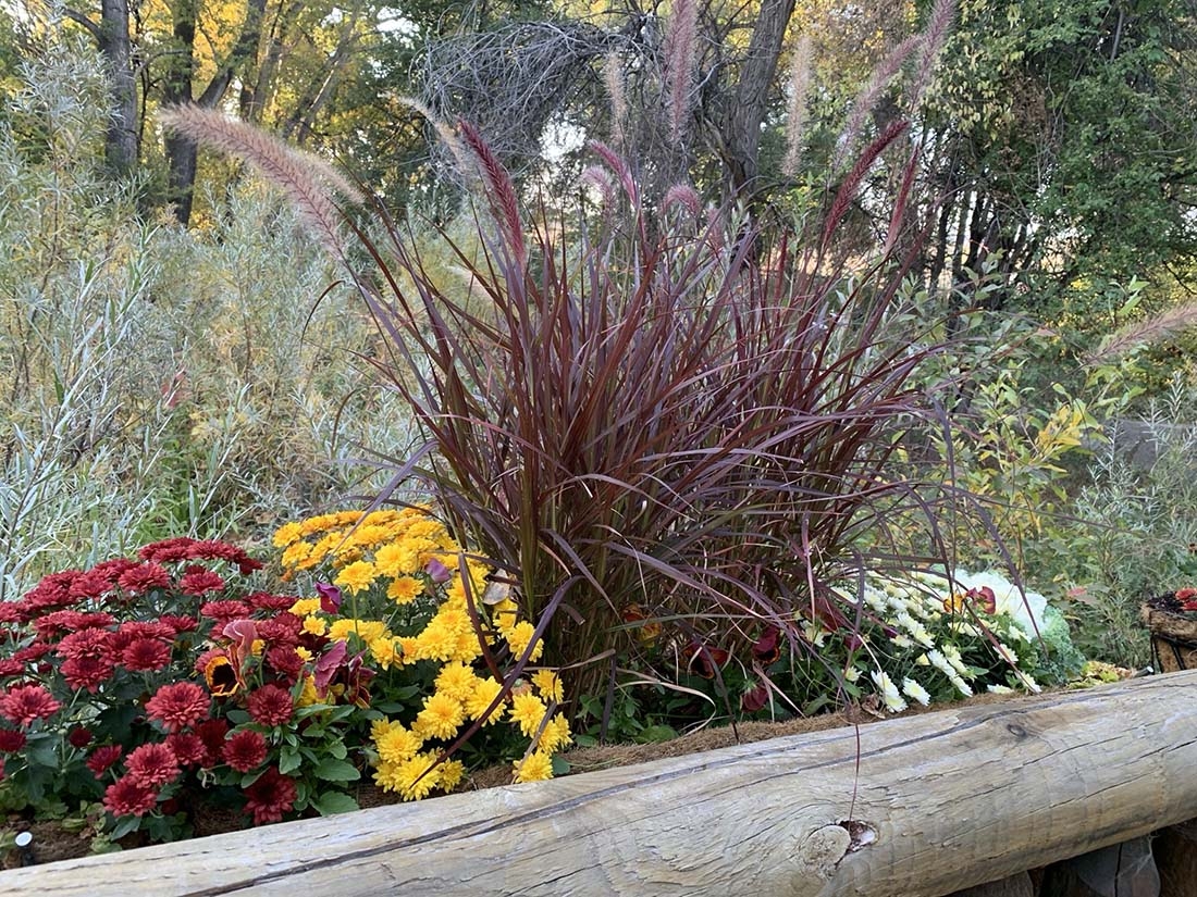 red and yellow mums and fall grasses