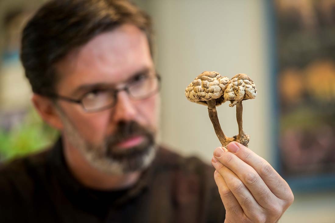 Man holding dried fungi specimen