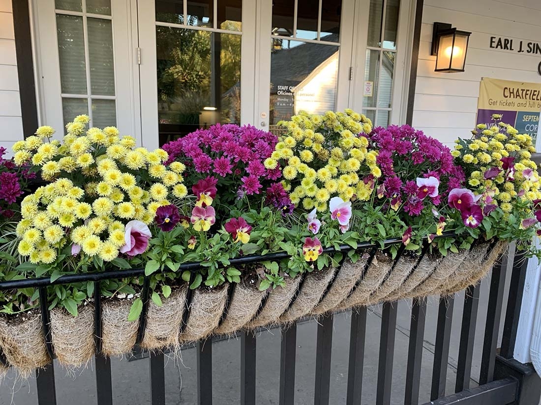 mums and pansies