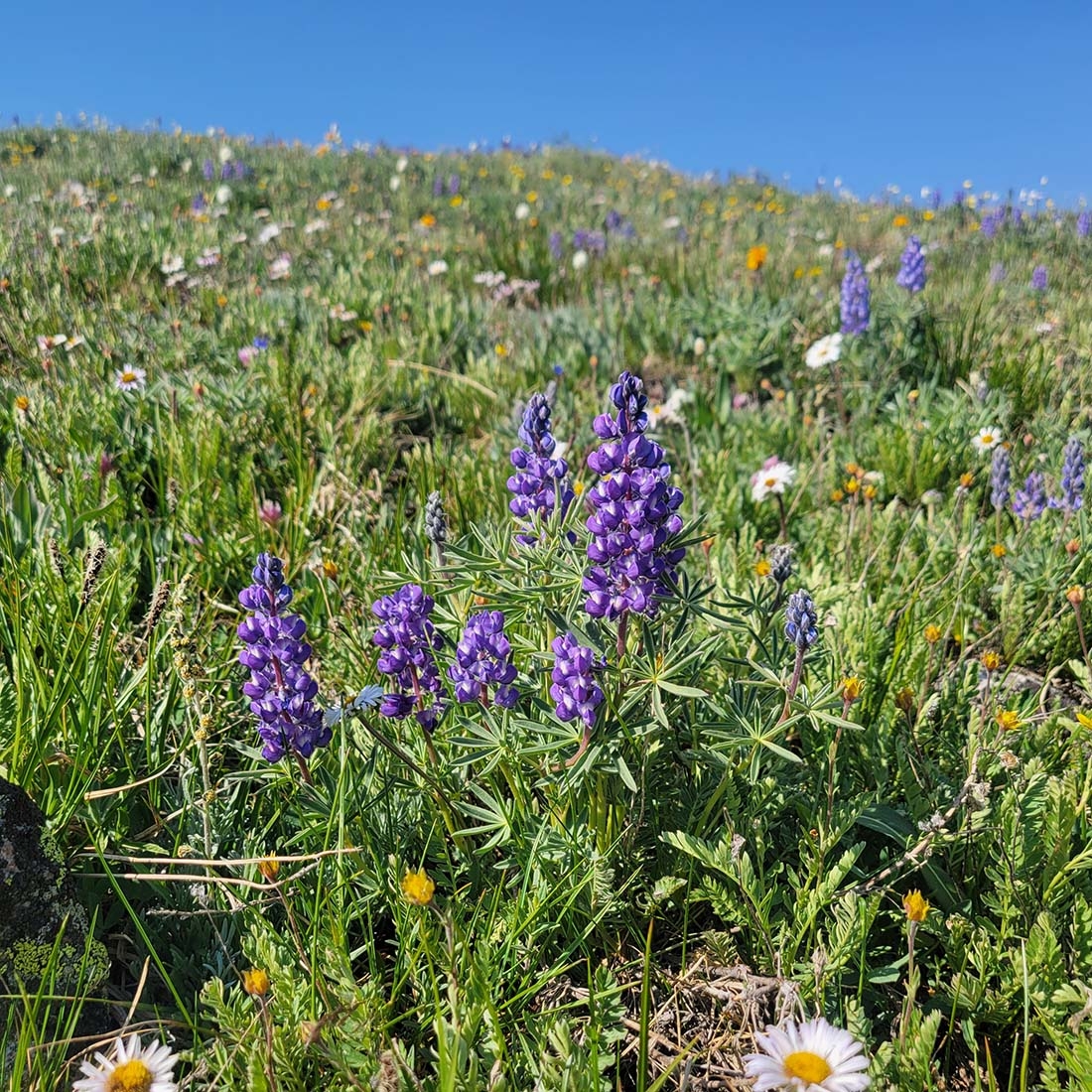 Purple lupine in a green field