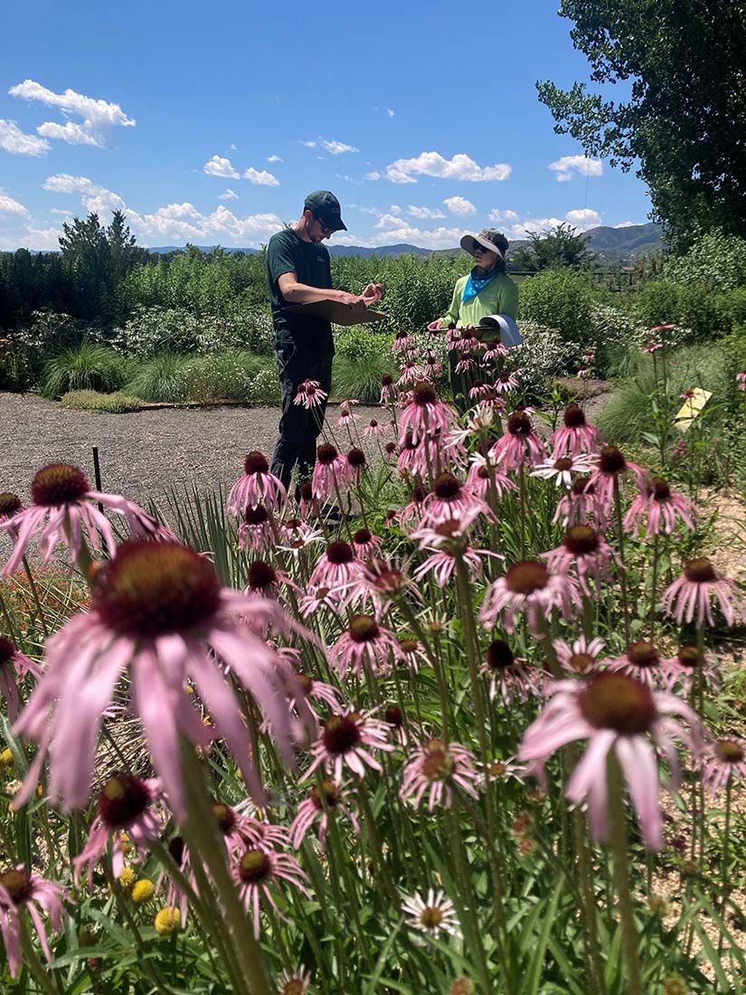 Two people taking data from echinacea